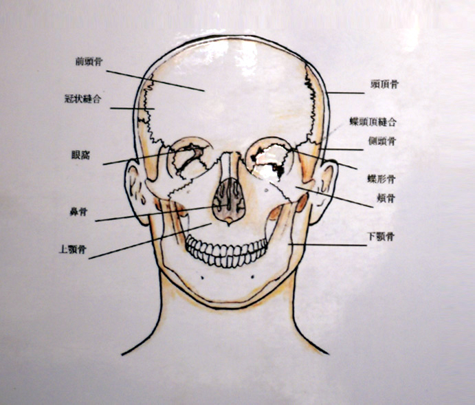 顔面の骨