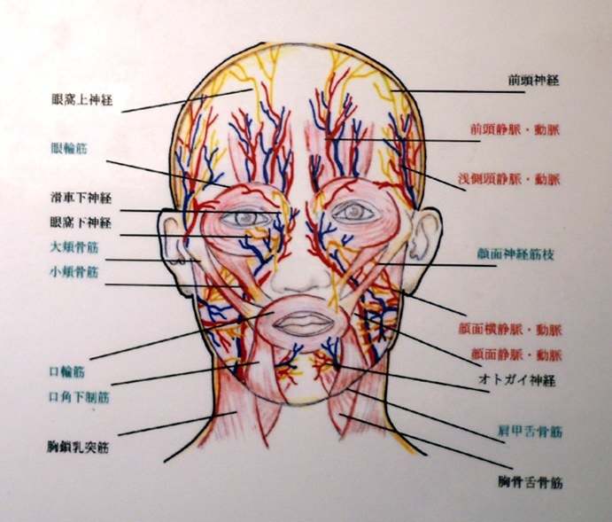 顔面の筋肉・血管・神経